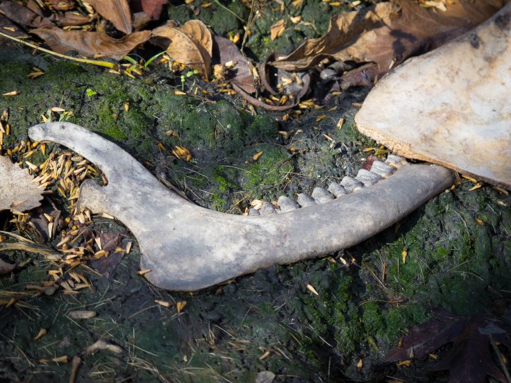 If I remember correctly, there were two jawbones lying side by side as if they'd fallen from the skull that way.  I wish I would have gotten a picture of that, but again...not a lot of experience with dead deer photography, and it was still a little stinky.