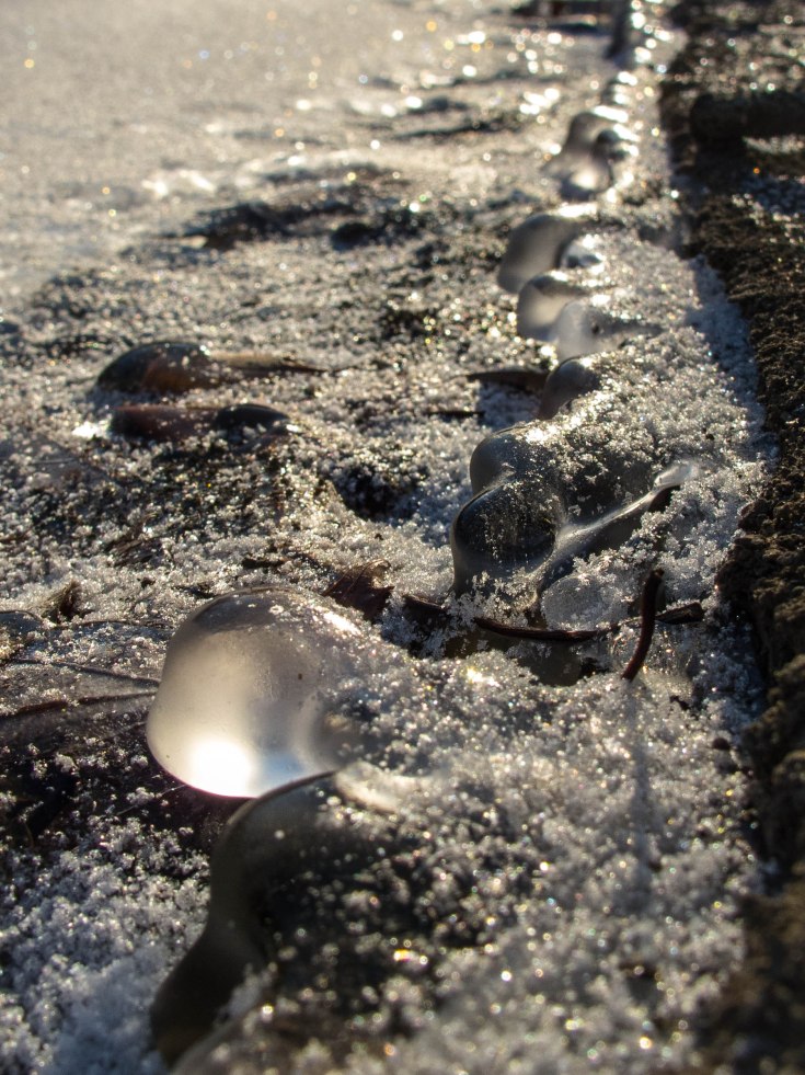 Ice globules along Salt Creek in Westchester Woods