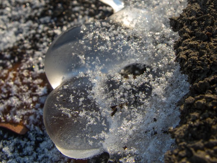 Ice globules along Salt Creek in Westchester Woods