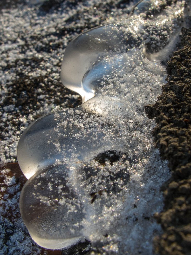 Ice globules along Salt Creek in Westchester Woods