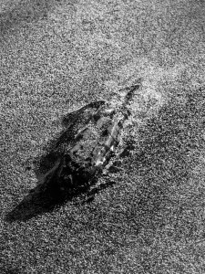 snowflakes and Salt Creek frozen around stone