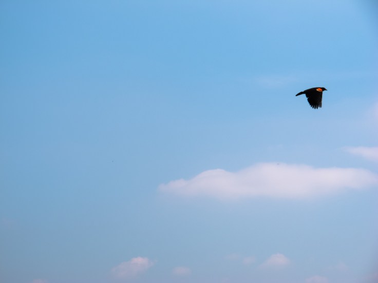 I've been visiting Wolf Road Prairie lately, and it's a pretty amazing place.  What was slated to be a housing development in the twenties went undeveloped after the crash and Great Depression and the land has been acquired piece by piece by the county and state to now be considered the best black soil or mesic prairie remnant East of th