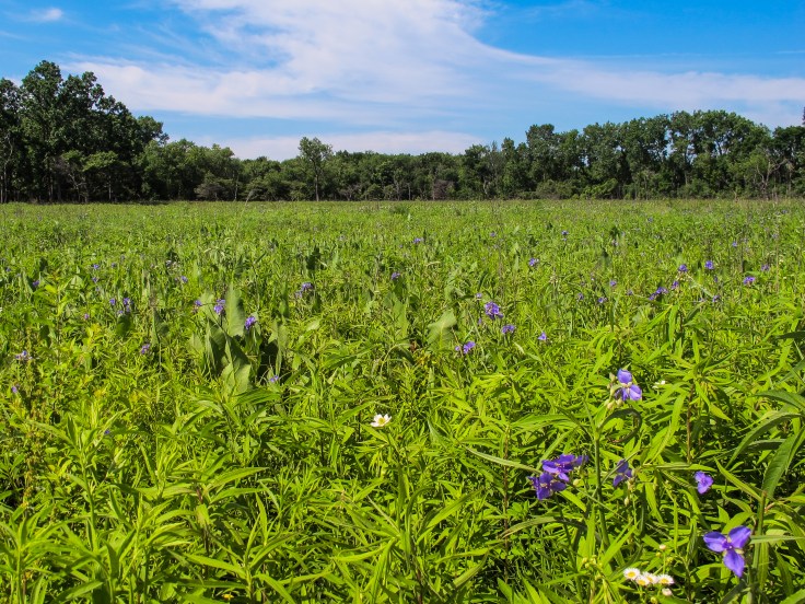 Wolf Road Prairie